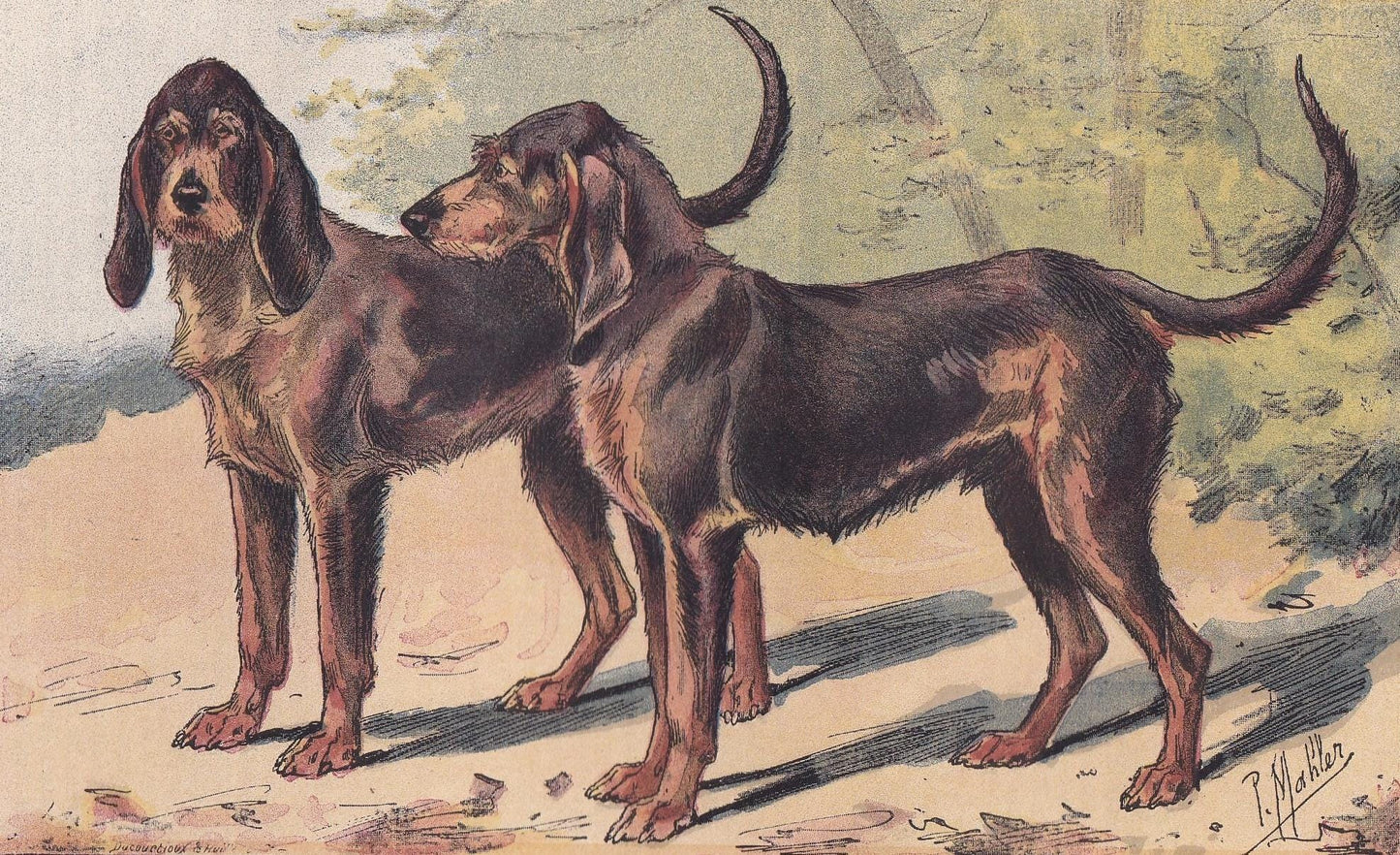 1896 CHIEN-GRIS DOG Print - Original Antique Hunting Dog Print - Dog Wall Art Gift - Animal Art - Dog Lover - 10 x 7 Inches