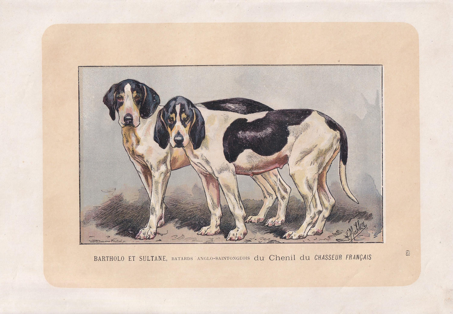 1896 SAINTONGEOIS DOG Print - Original Antique Hunting Dog Print - Dog Wall Art Gift - Animal Art - Dog Lover - 10 x 7 Inches