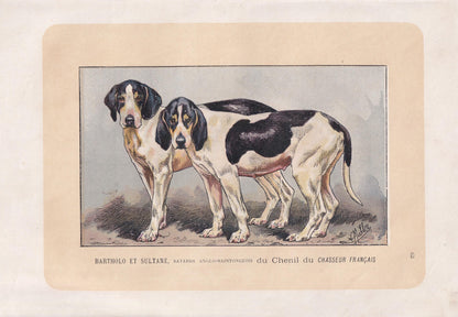 1896 SAINTONGEOIS DOG Print - Original Antique Hunting Dog Print - Dog Wall Art Gift - Animal Art - Dog Lover - 10 x 7 Inches