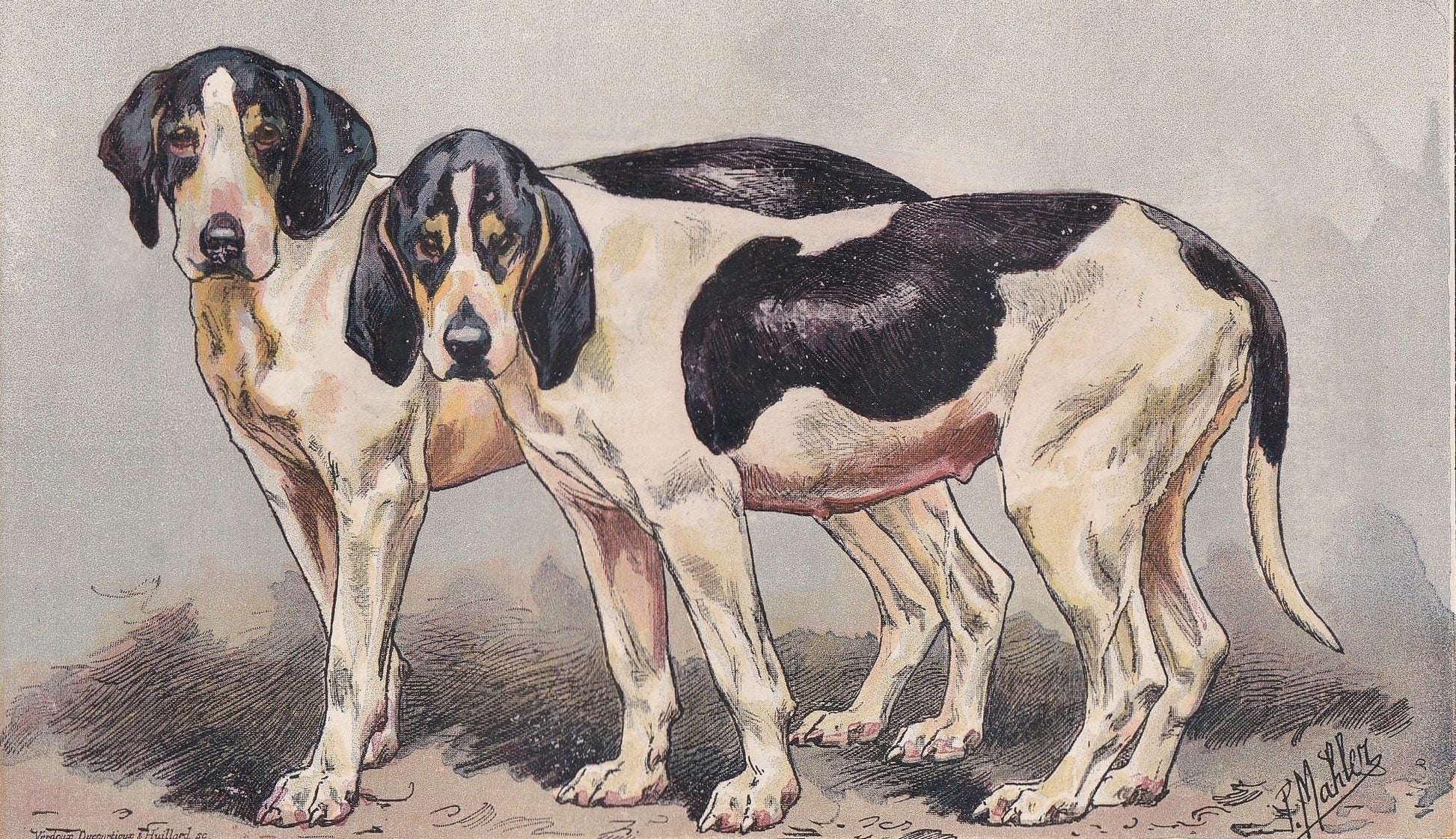 1896 SAINTONGEOIS DOG Print - Original Antique Hunting Dog Print - Dog Wall Art Gift - Animal Art - Dog Lover - 10 x 7 Inches