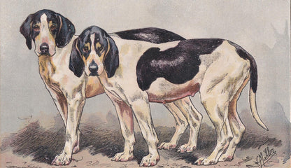 1896 SAINTONGEOIS DOG Print - Original Antique Hunting Dog Print - Dog Wall Art Gift - Animal Art - Dog Lover - 10 x 7 Inches