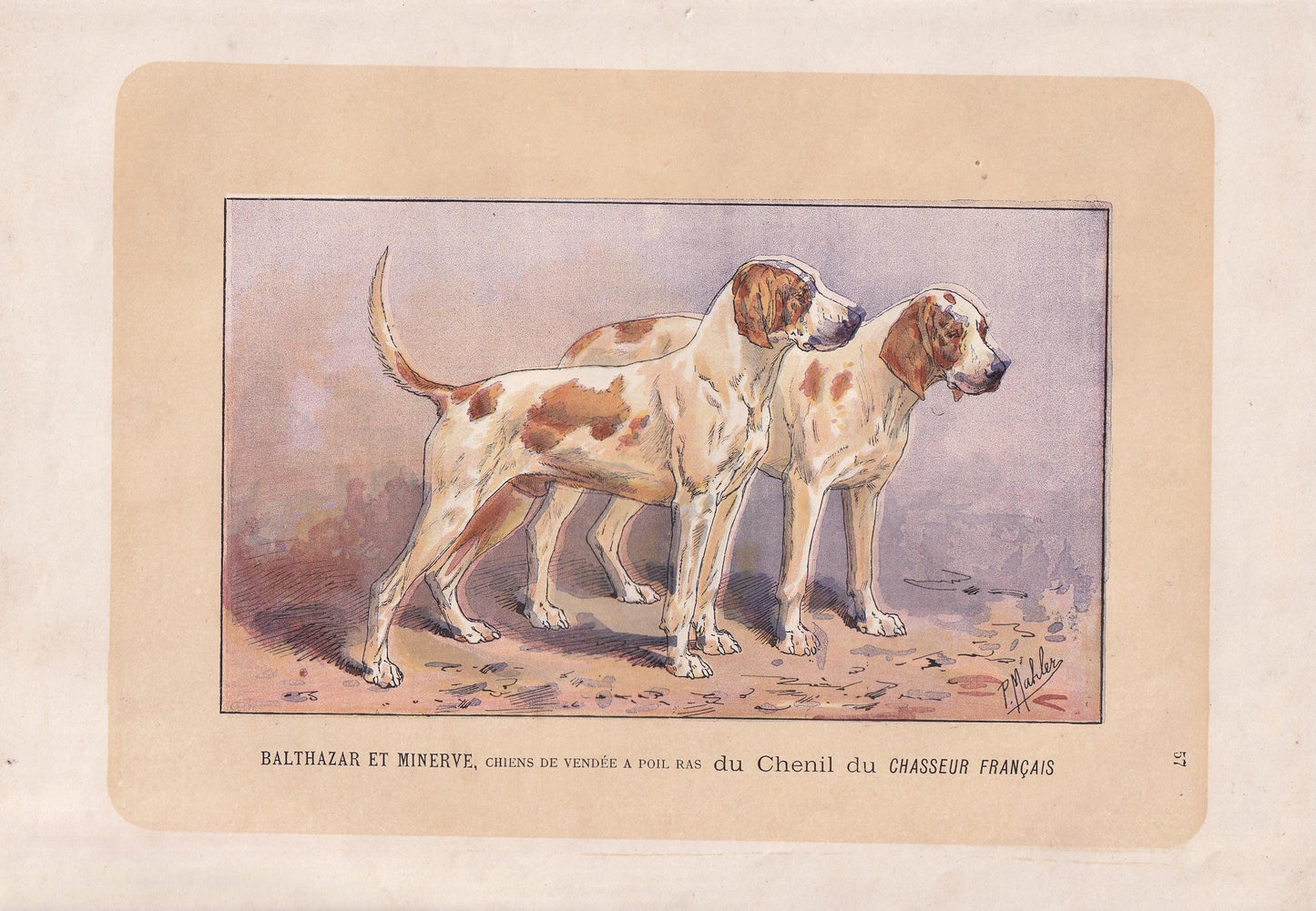 1896 SCENTHOUND DOG Print - Original Antique Hunting Dog Print - Dog Wall Art Gift - Animal Art - Dog Lover - 10 x 7 Inches