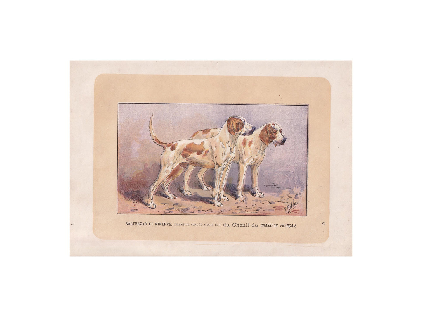 1896 SCENTHOUND DOG Print - Original Antique Hunting Dog Print - Dog Wall Art Gift - Animal Art - Dog Lover - 10 x 7 Inches