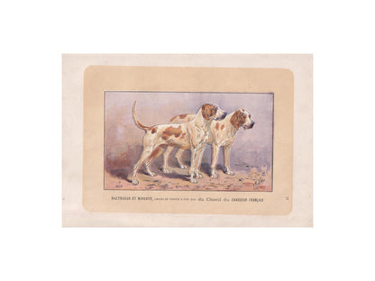 1896 SCENTHOUND DOG Print - Original Antique Hunting Dog Print - Dog Wall Art Gift - Animal Art - Dog Lover - 10 x 7 Inches