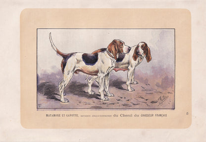 1896 ANGLO-NORMAN HOUND Dog Print - Original Antique Hunting Dog Print - Dog Wall Art Gift - Animal Art - Dog Lover - 10 x 7 Inches