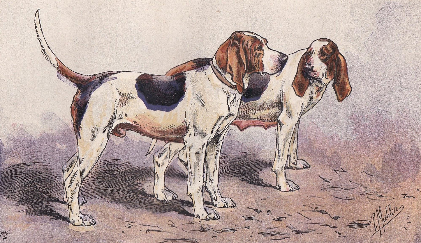 1896 ANGLO-NORMAN HOUND Dog Print - Original Antique Hunting Dog Print - Dog Wall Art Gift - Animal Art - Dog Lover - 10 x 7 Inches