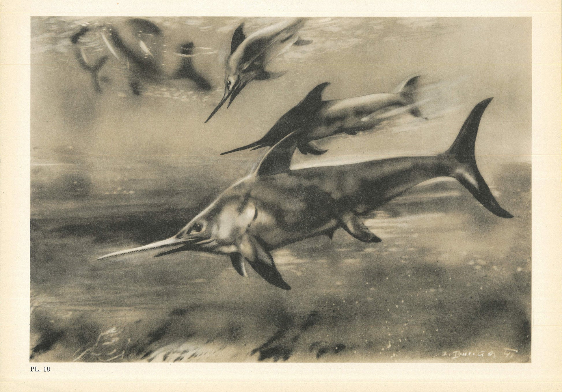 1960 ICHTHYOSAUR (EURHINOSAURUS) Print - Prehistoric Animals Print - Paleoart - Dinosaur Decoration - 63 Years Old - 13.5 x 9.75 Inches