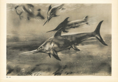 1960 ICHTHYOSAUR (EURHINOSAURUS) Print - Prehistoric Animals Print - Paleoart - Dinosaur Decoration - 63 Years Old - 13.5 x 9.75 Inches