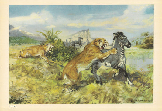 1960 SABRE-TOOTHED CAT Print - Prehistoric Animals Print - Paleoart - Sabre-Toothed Tiger - 63 Years Old - 13.5 x 9.75 Inches