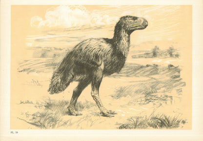 1960 GASTORNIS (DIATRYMA) Print - Prehistoric Animals Print - Paleoart - Paleontology Print - Bird - 63 Years Old - 13.5 x 9.