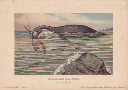 1902 PLESIOSAURUS Print - Jurassic Reptile - Mammal Evolution - Paleoart - Prehistoric Animals Wall Art - Dinosaur - 10.5 x 7