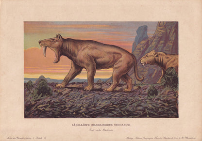 1902 SMILODON Print - Sabre-Toothed Tiger - Paleoart - Prehistoric Animals Wall Art - Extinct Big Cat - 10.5 x 7.5 Inches