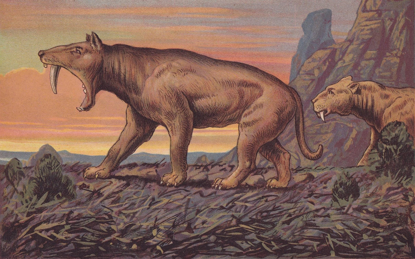 1902 SMILODON Print - Sabre-Toothed Tiger - Paleoart - Prehistoric Animals Wall Art - Extinct Big Cat - 10.5 x 7.5 Inches