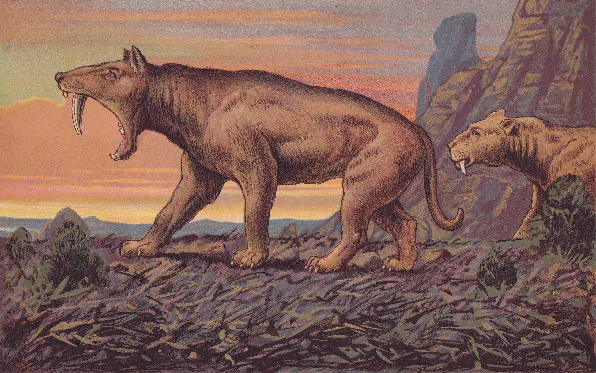 1902 SMILODON Print - Sabre-Toothed Tiger - Paleoart - Prehistoric Animals Wall Art - Extinct Big Cat - 10.5 x 7.5 Inches