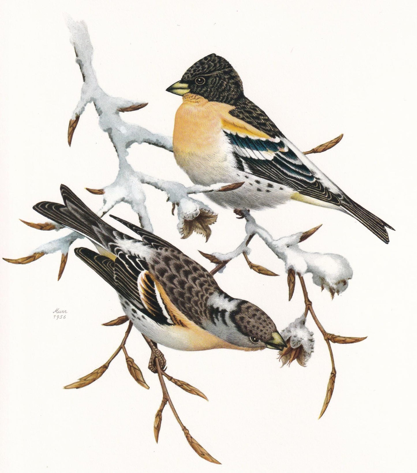 1960 BRAMBLING Bird Print - Vintage Bird Print - Bird Illustration - Bird Wall Art - Bird Decor - 7.5 x 10.6 Inches