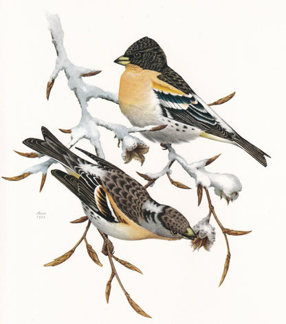 1960 BRAMBLING Bird Print - Vintage Bird Print - Bird Illustration - Bird Wall Art - Bird Decor - 7.5 x 10.6 Inches