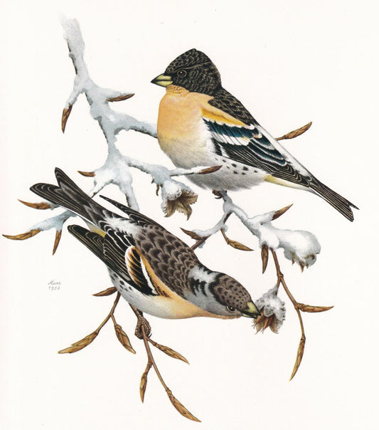 1960 BRAMBLING Bird Print - Vintage Bird Print - Bird Illustration - Bird Wall Art - Bird Decor - 7.5 x 10.6 Inches