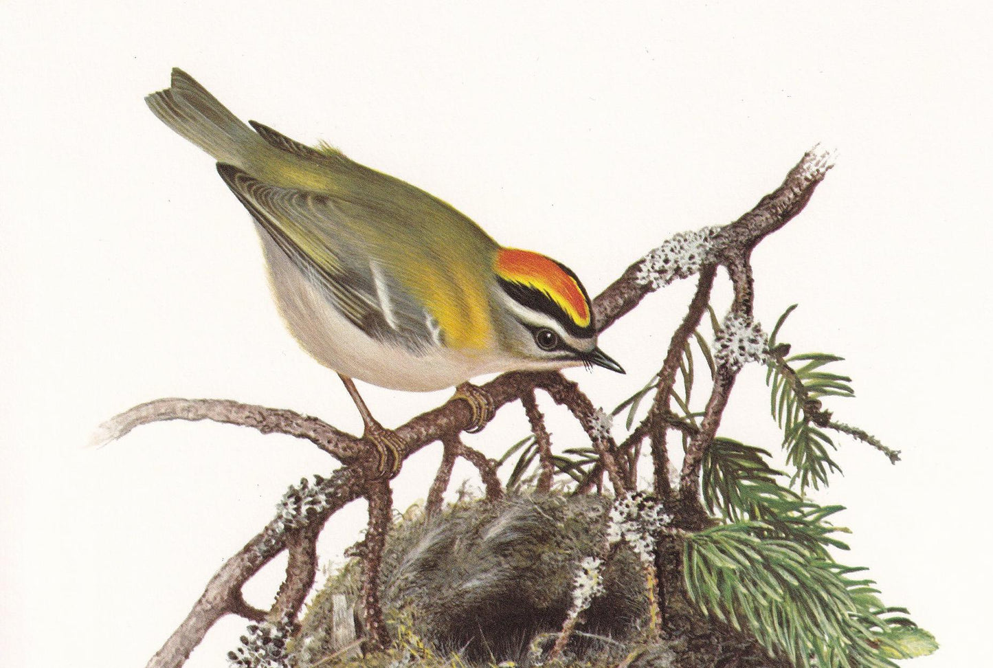 1960 FIRECREST Bird Print - Vintage Bird Print - Bird Illustration - Bird Wall Art - Bird Decor - 7.5 x 10.6 Inches