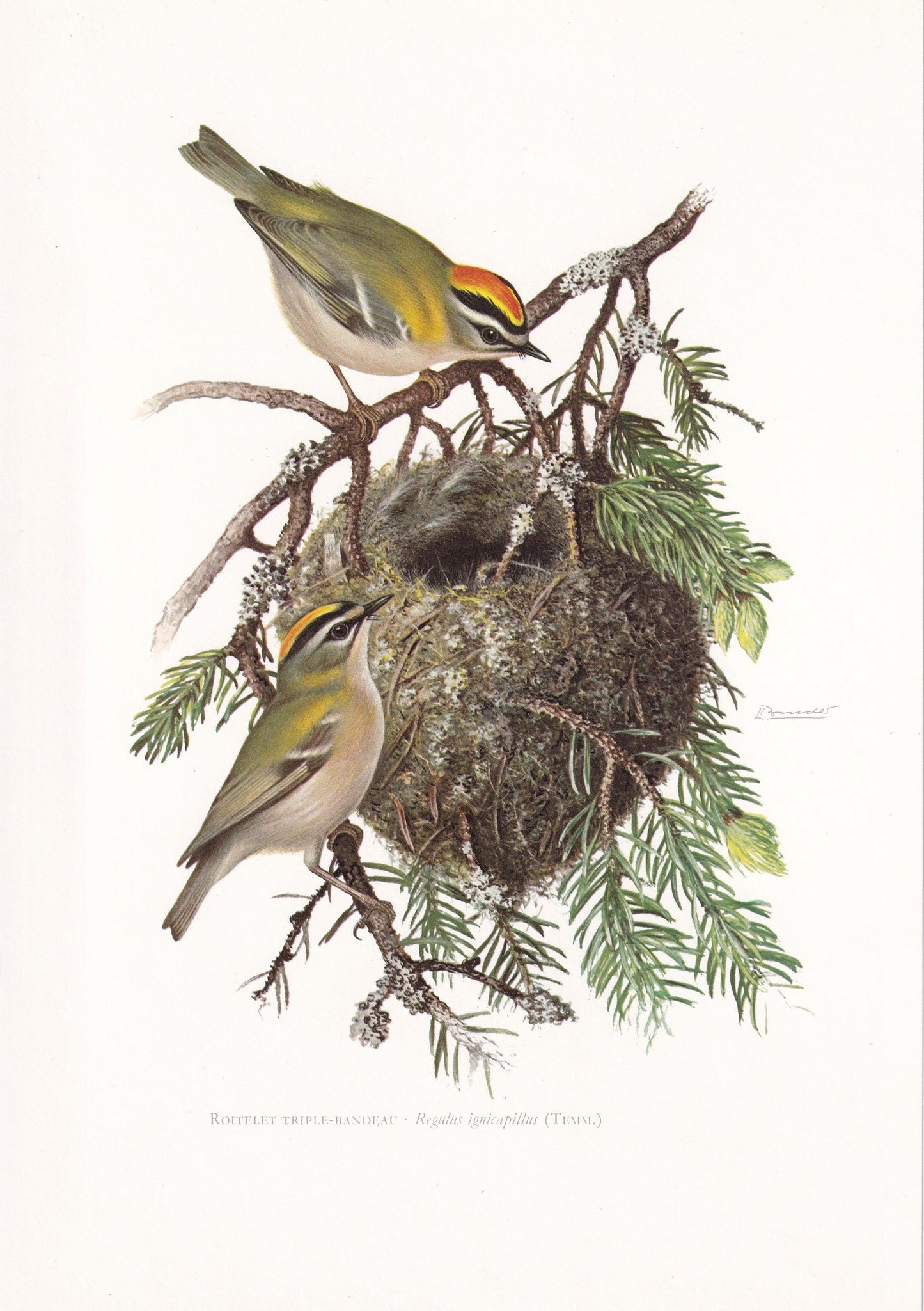 1960 FIRECREST Bird Print - Vintage Bird Print - Bird Illustration - Bird Wall Art - Bird Decor - 7.5 x 10.6 Inches