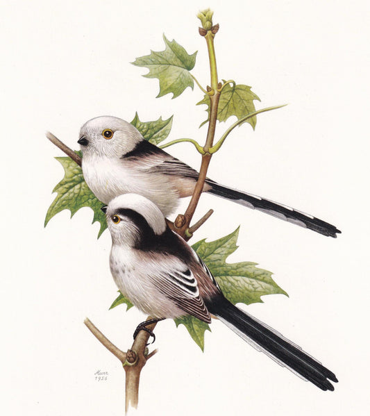 1960 LONG-TAILED TIT Bird Print - Vintage Bird Print - Bird Illustration - Bird Wall Art - Bird Decor - 7.5 x 10.6 Inches