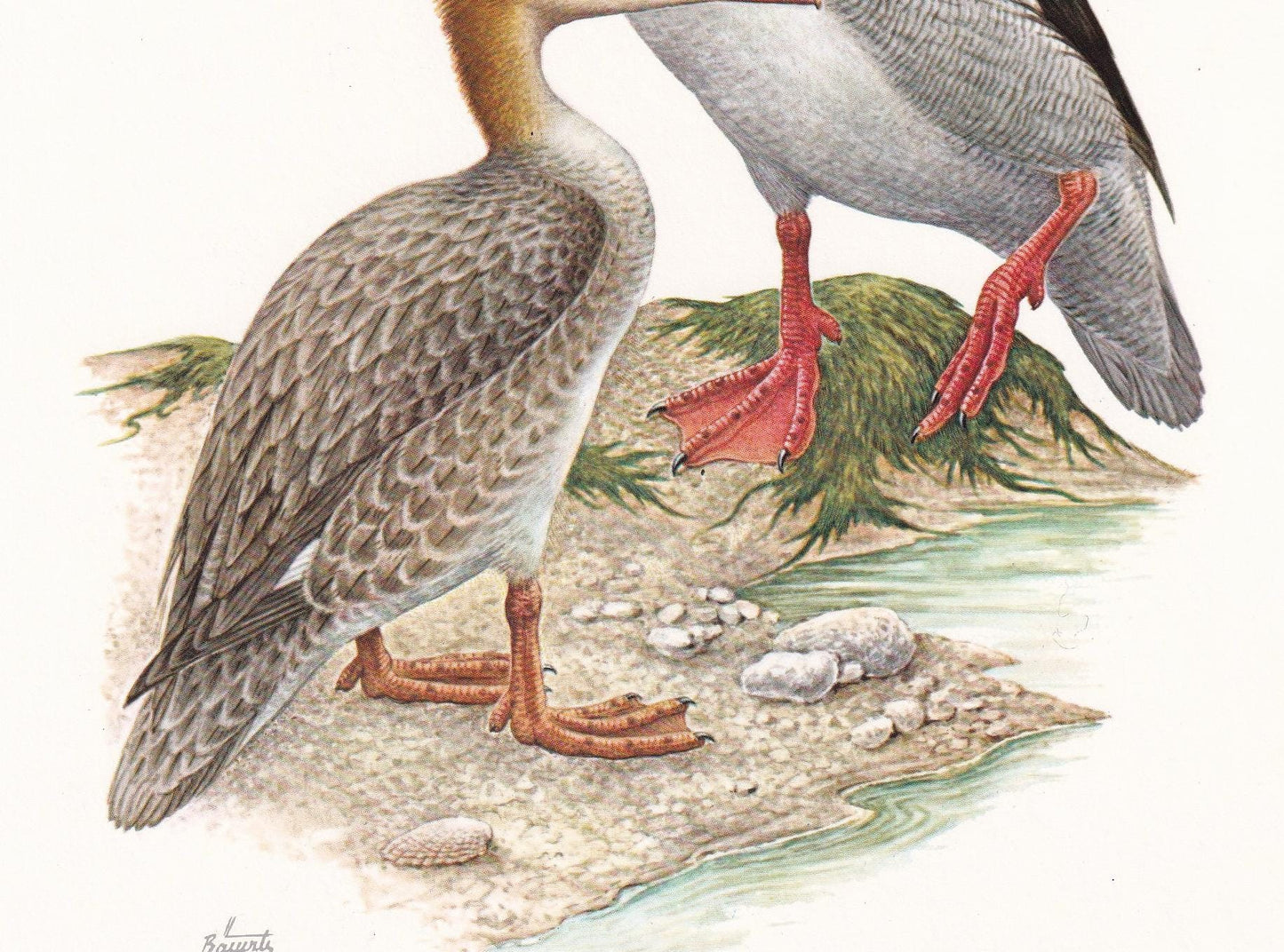 1960 RED-BREASTED MERGANSER Bird Print - Vintage Bird Print - Duck - Bird Illustration - Bird Wall Art - Bird Decor - 7.5 x 1