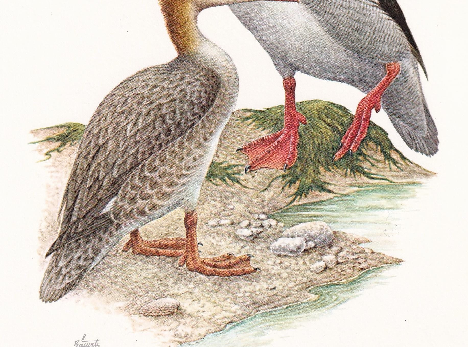 1960 RED-BREASTED MERGANSER Bird Print - Vintage Bird Print - Duck - Bird Illustration - Bird Wall Art - Bird Decor - 7.5 x 1