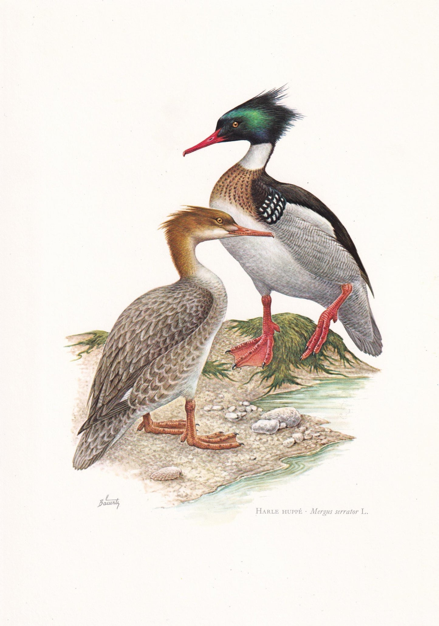 1960 RED-BREASTED MERGANSER Bird Print - Vintage Bird Print - Duck - Bird Illustration - Bird Wall Art - Bird Decor - 7.5 x 1