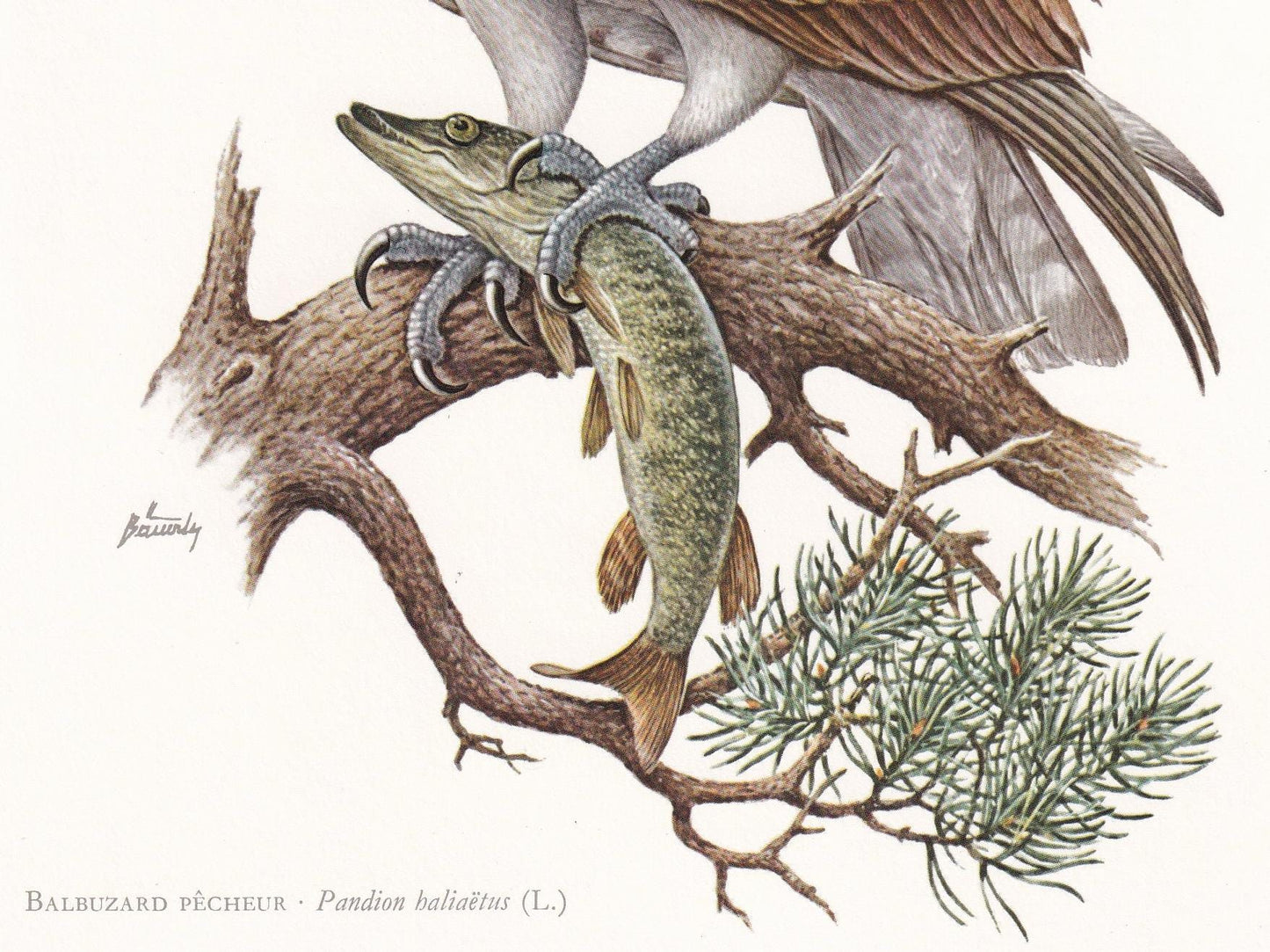 1960 OSPREY HAWK Bird Print - Vintage Bird Print - Bird Illustration - Bird Wall Art - Bird Decor - 7.5 x 10.6 Inches