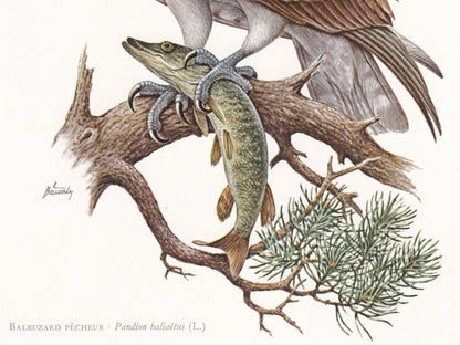 1960 OSPREY HAWK Bird Print - Vintage Bird Print - Bird Illustration - Bird Wall Art - Bird Decor - 7.5 x 10.6 Inches