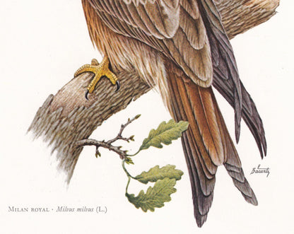 1960 RED KITE Bird Print - Vintage Bird Print - Bird of Prey - Bird Illustration - Bird Wall Art - Bird Decor - 7.5 x 10.6 In