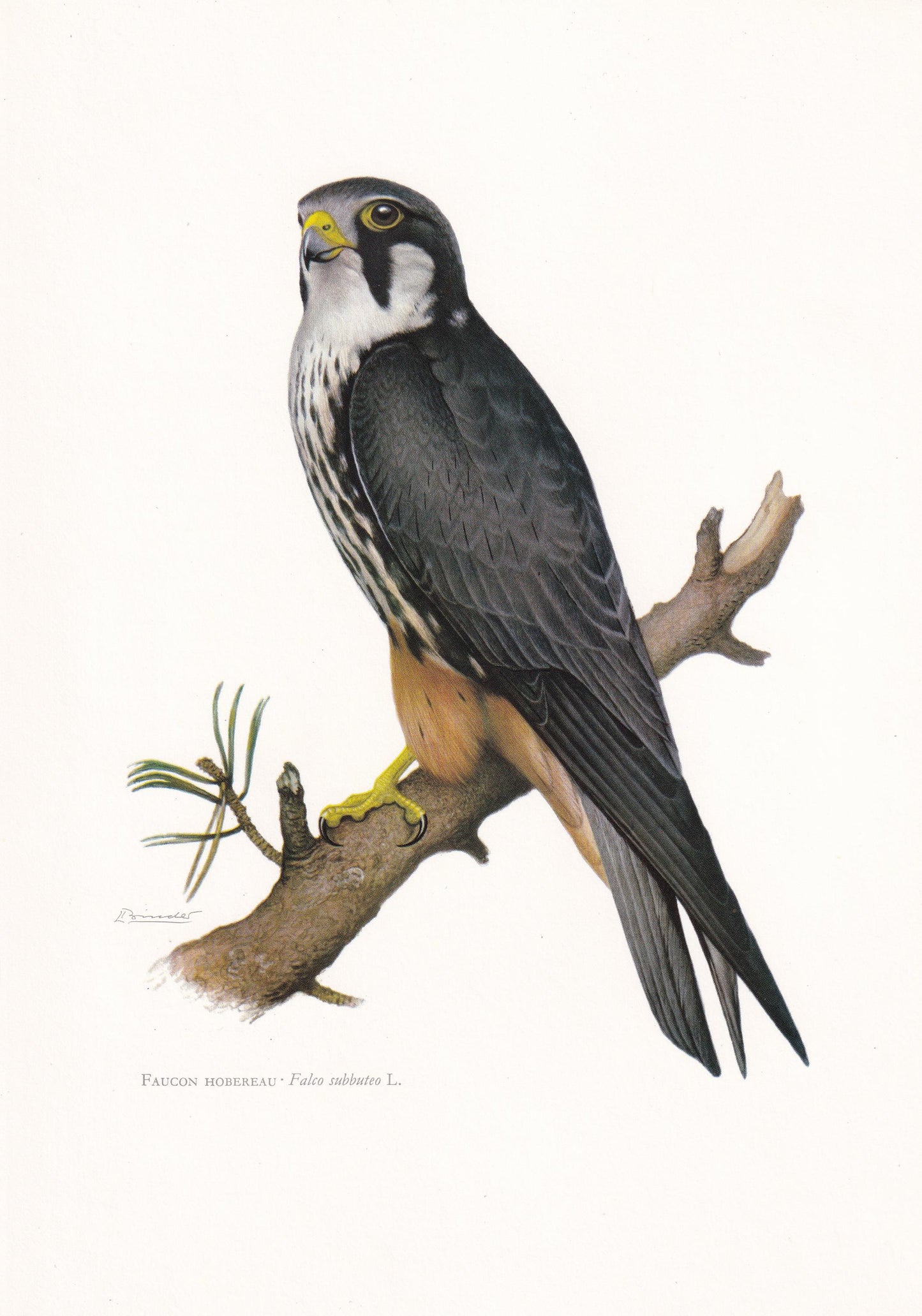 1960 HOBBY FALCON Bird Print - Vintage Bird Print - Bird of Prey - Bird Illustration - Bird Wall Art - Bird Decor - 7.5 x 10.