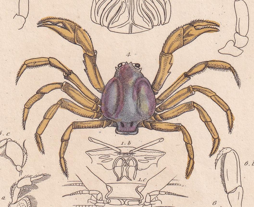 1834 CRABS Print - Hand-Coloured Antique Print - Cuvier - Animal Wall Art - Sea Life Gift Decor - Ocean Crab Lithograph - 5.3