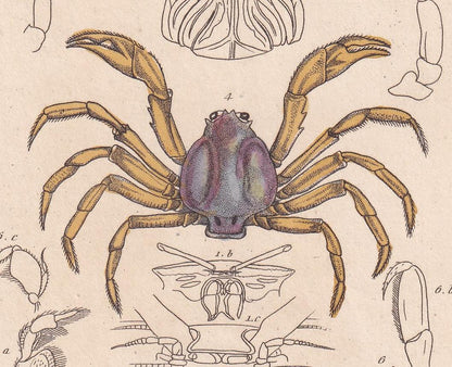 1834 CRABS Print - Hand-Coloured Antique Print - Cuvier - Animal Wall Art - Sea Life Gift Decor - Ocean Crab Lithograph - 5.3