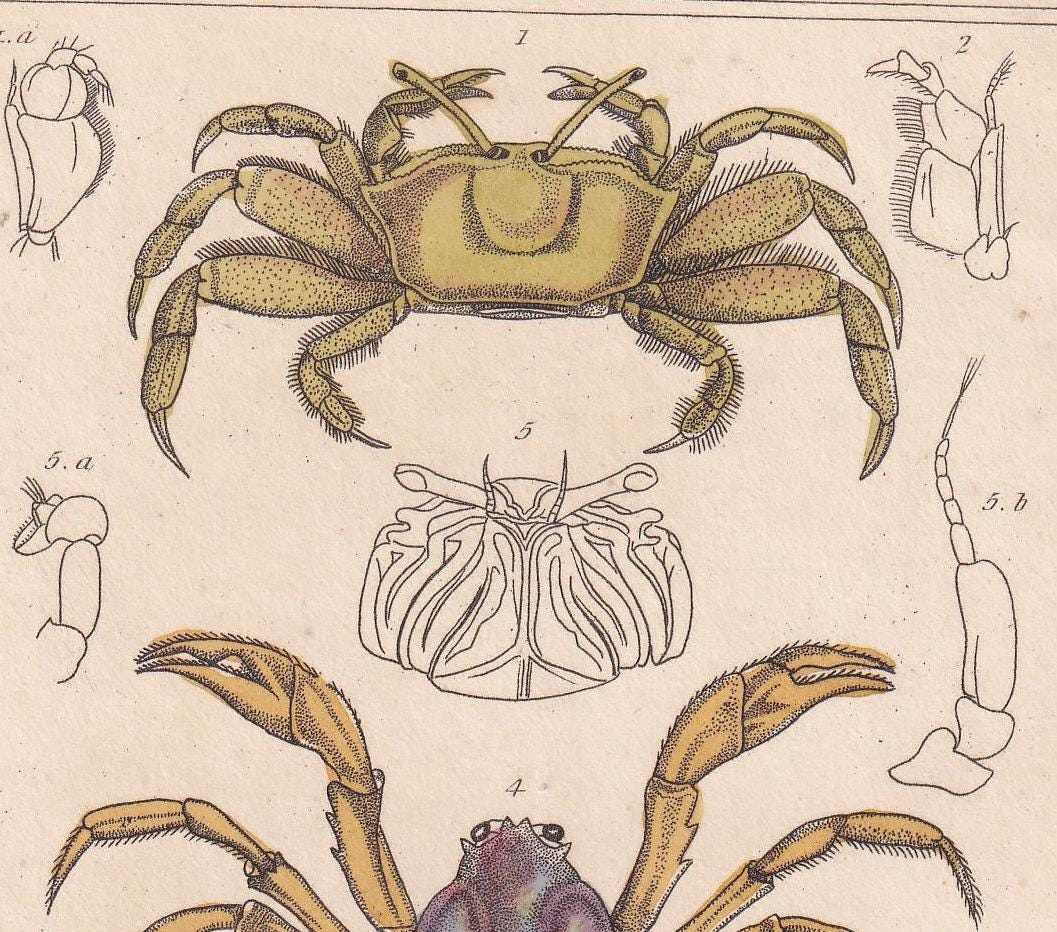 1834 CRABS Print - Hand-Coloured Antique Print - Cuvier - Animal Wall Art - Sea Life Gift Decor - Ocean Crab Lithograph - 5.3