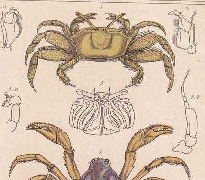1834 CRABS Print - Hand-Coloured Antique Print - Cuvier - Animal Wall Art - Sea Life Gift Decor - Ocean Crab Lithograph - 5.3