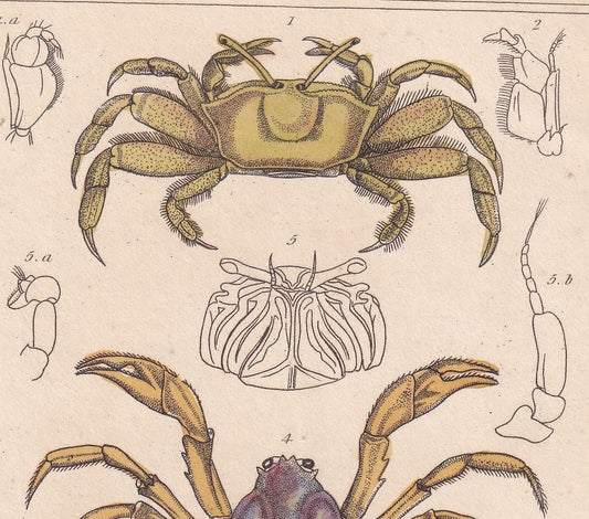 1834 CRABS Print - Hand-Coloured Antique Print - Cuvier - Animal Wall Art - Sea Life Gift Decor - Ocean Crab Lithograph - 5.3