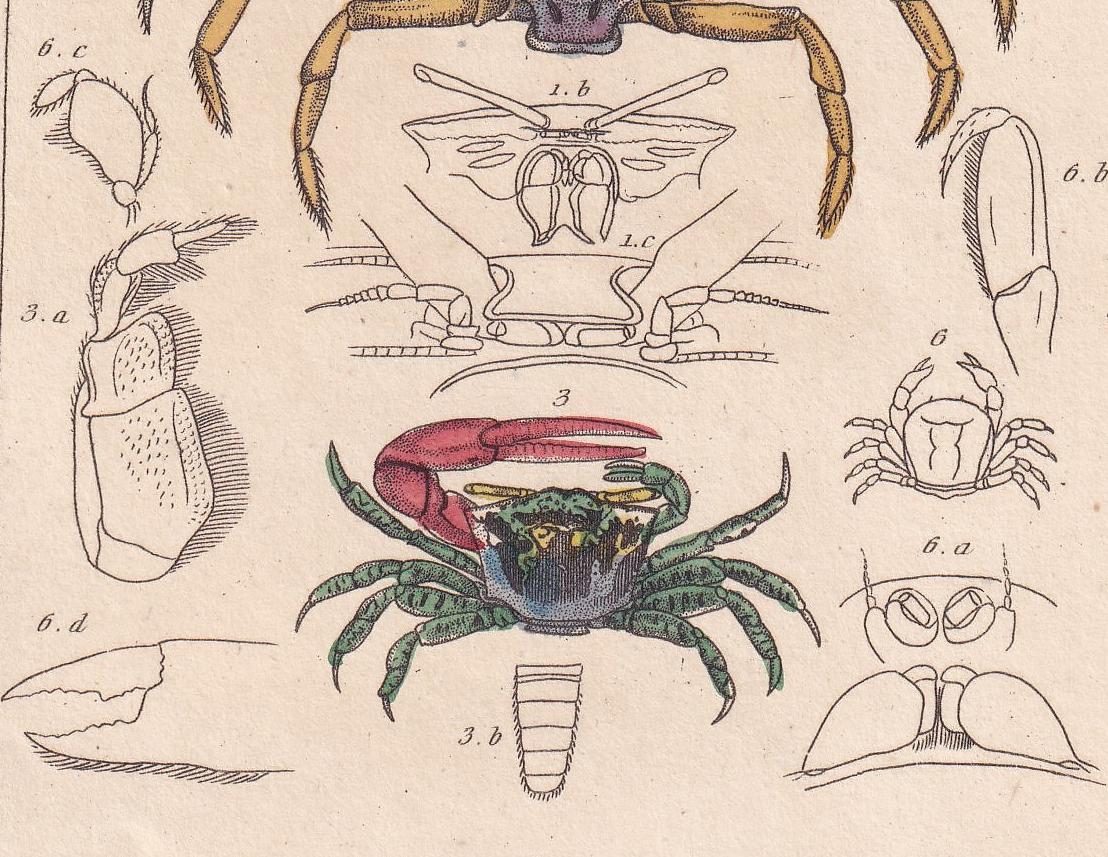1834 CRABS Print - Hand-Coloured Antique Print - Cuvier - Animal Wall Art - Sea Life Gift Decor - Ocean Crab Lithograph - 5.3