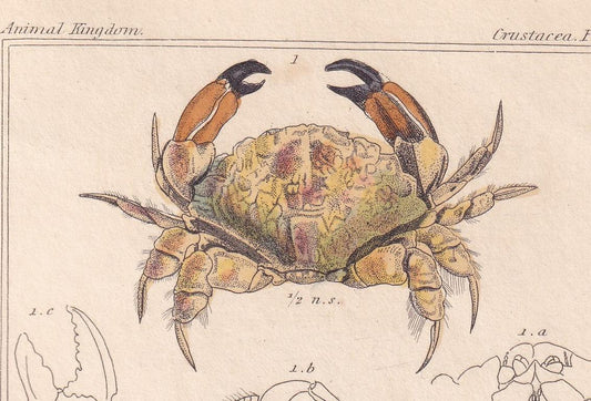 1834 CRABS Print - Hand-Coloured Antique Print - Cuvier - Animal Wall Art - Sea Life Gift Decor - Ocean Crab Lithograph - 5.3