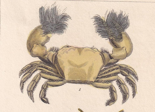 1834 CRABS Print - Hand-Coloured Antique Print - Cuvier - Animal Wall Art - Sea Life Gift Decor - Ocean Crab Lithograph - 5.3