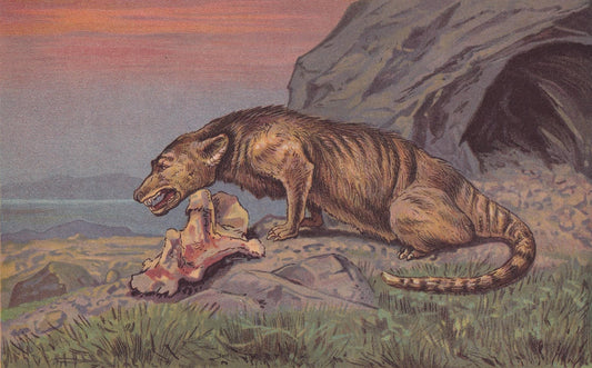 1902 MESONYX Print - Antique Animal Decor - Paleoart - Prehistoric Animals Wall Art - Extinct Eocene Mammal - 10.5 x 7.5 Inch