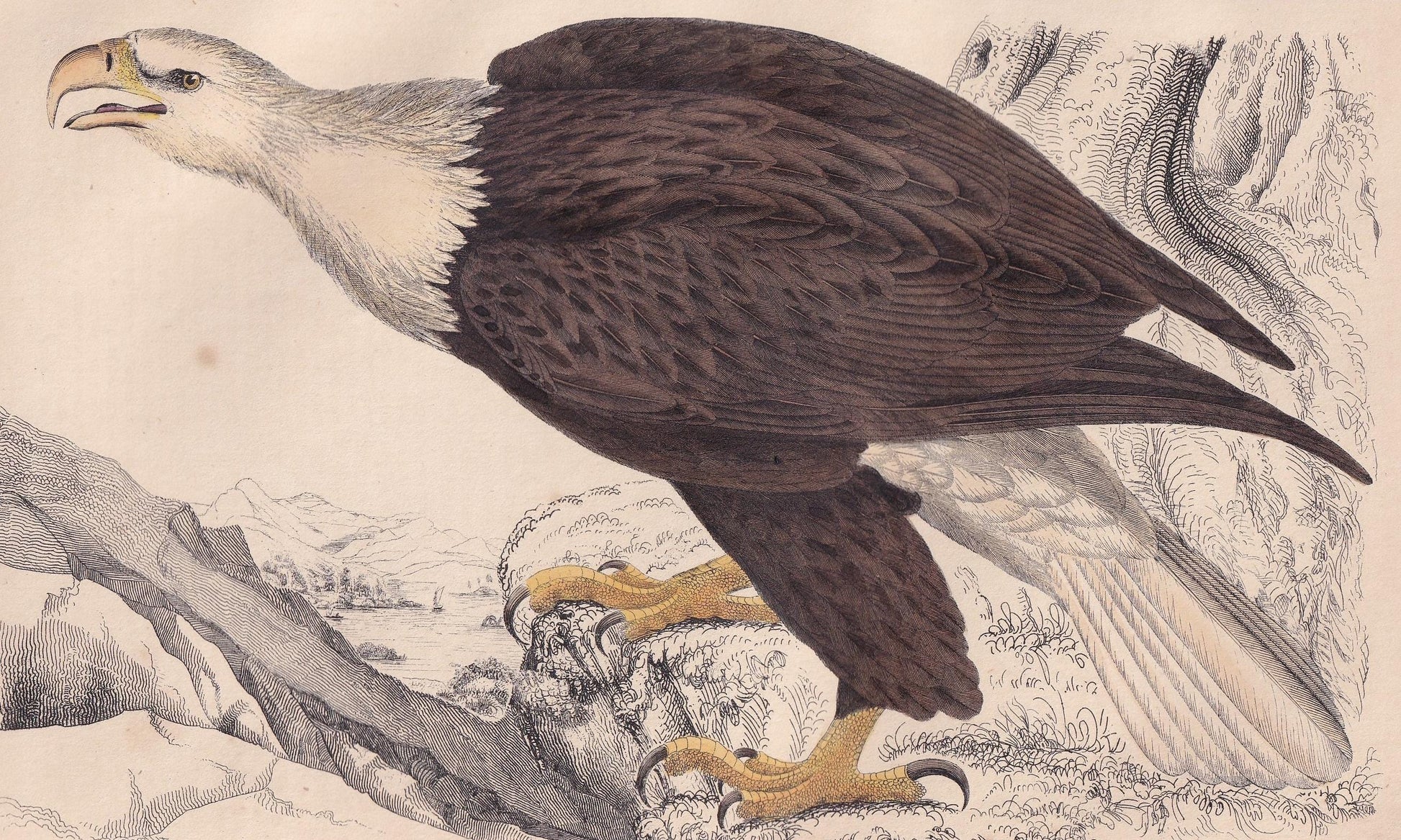 1850 BALD EAGLE Print - Original Hand-Coloured Engraving - Bird Wall Art - Antique American Eagle Print - Woodpecker Decor - 10 x 6.4 Inches