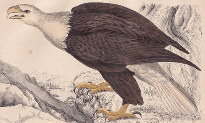 1850 BALD EAGLE Print - Original Hand-Coloured Engraving - Bird Wall Art - Antique American Eagle Print - Woodpecker Decor - 10 x 6.4 Inches