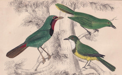 1850 GREEN SHRIKE Print - Original Hand-Coloured Engraving - Bird Wall Art - Antique Bird Print - Tropical Bird Decor - 10 x 6.4 Inches