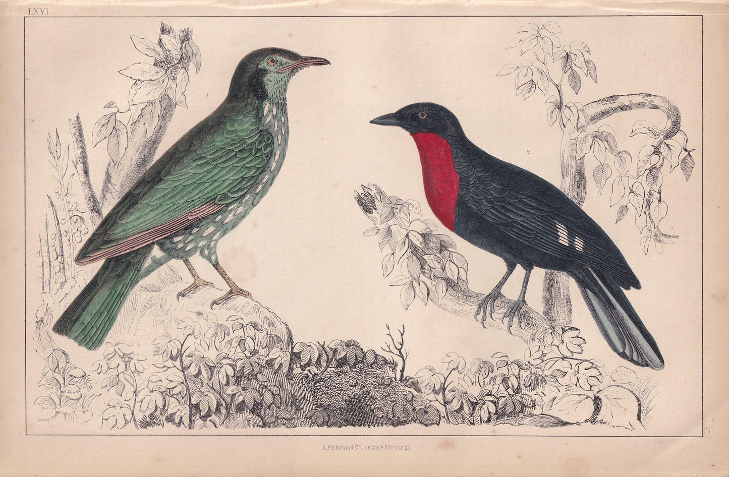 1850 ARAPONGA & FRUIT CROW Print - Original Hand-Coloured Engraving - Bird Wall Art - Antique Bird Print - Bird Decor - 10 x 6.4 Inches