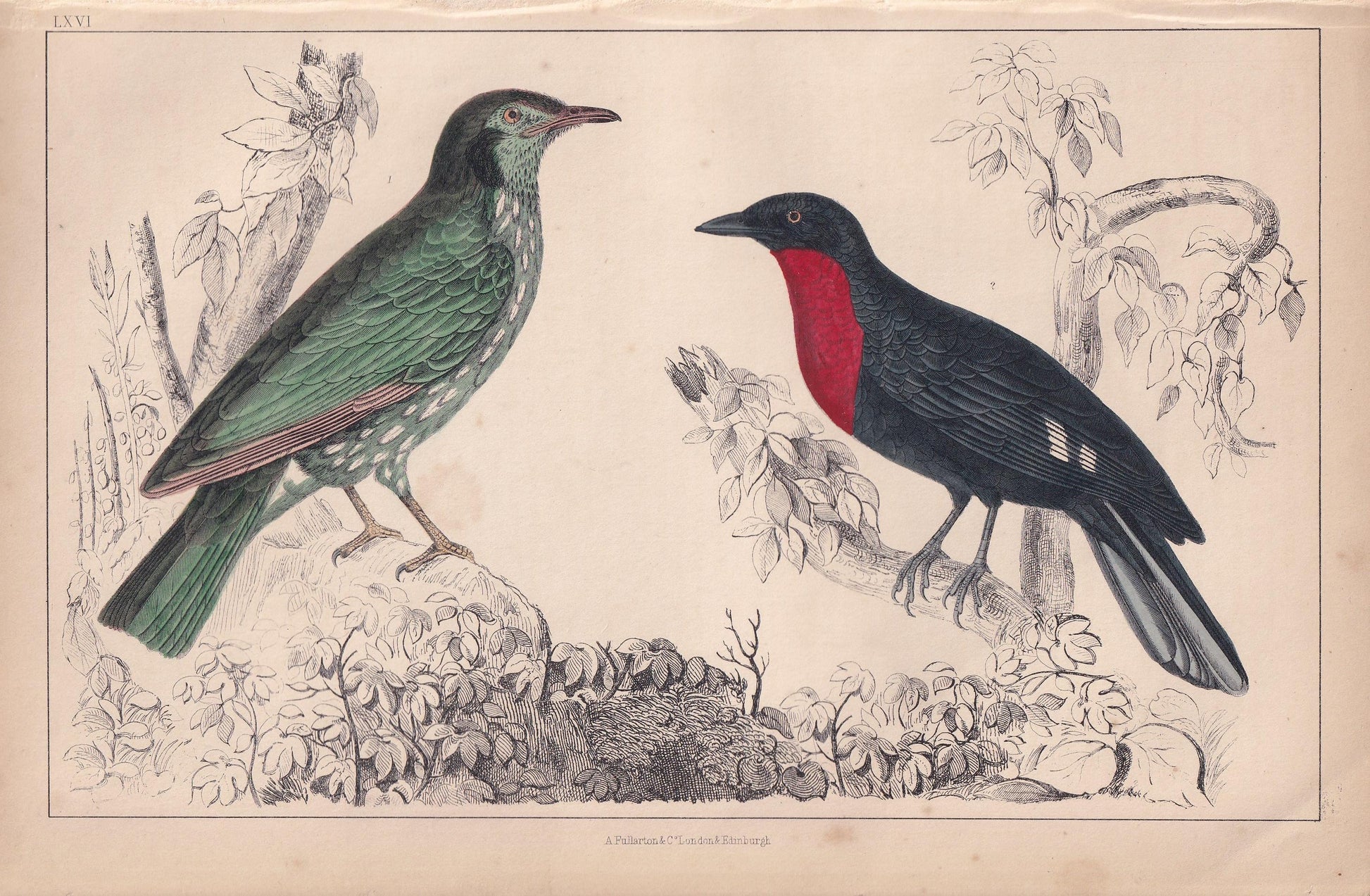 1850 ARAPONGA & FRUIT CROW Print - Original Hand-Coloured Engraving - Bird Wall Art - Antique Bird Print - Bird Decor - 10 x 6.4 Inches
