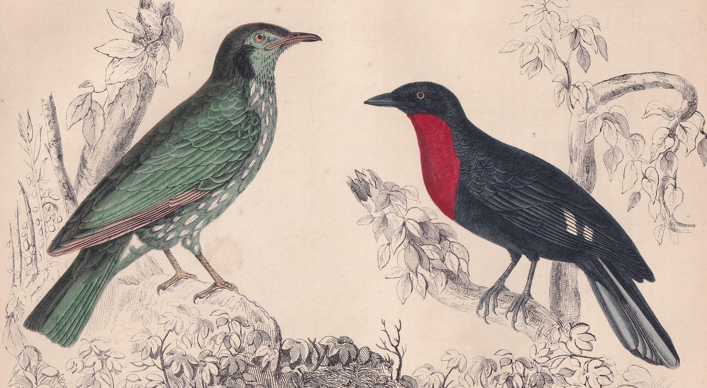 1850 ARAPONGA & FRUIT CROW Print - Original Hand-Coloured Engraving - Bird Wall Art - Antique Bird Print - Bird Decor - 10 x 6.4 Inches