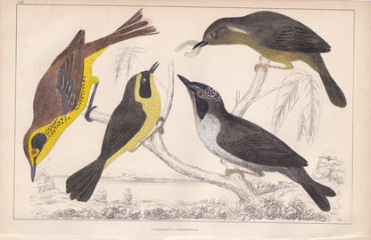1850 WARBLER Bird Print - Original Hand-Coloured Engraving - Bird Wall Art - Antique Bird Print - Bird Decor - 10 x 6.4 Inches