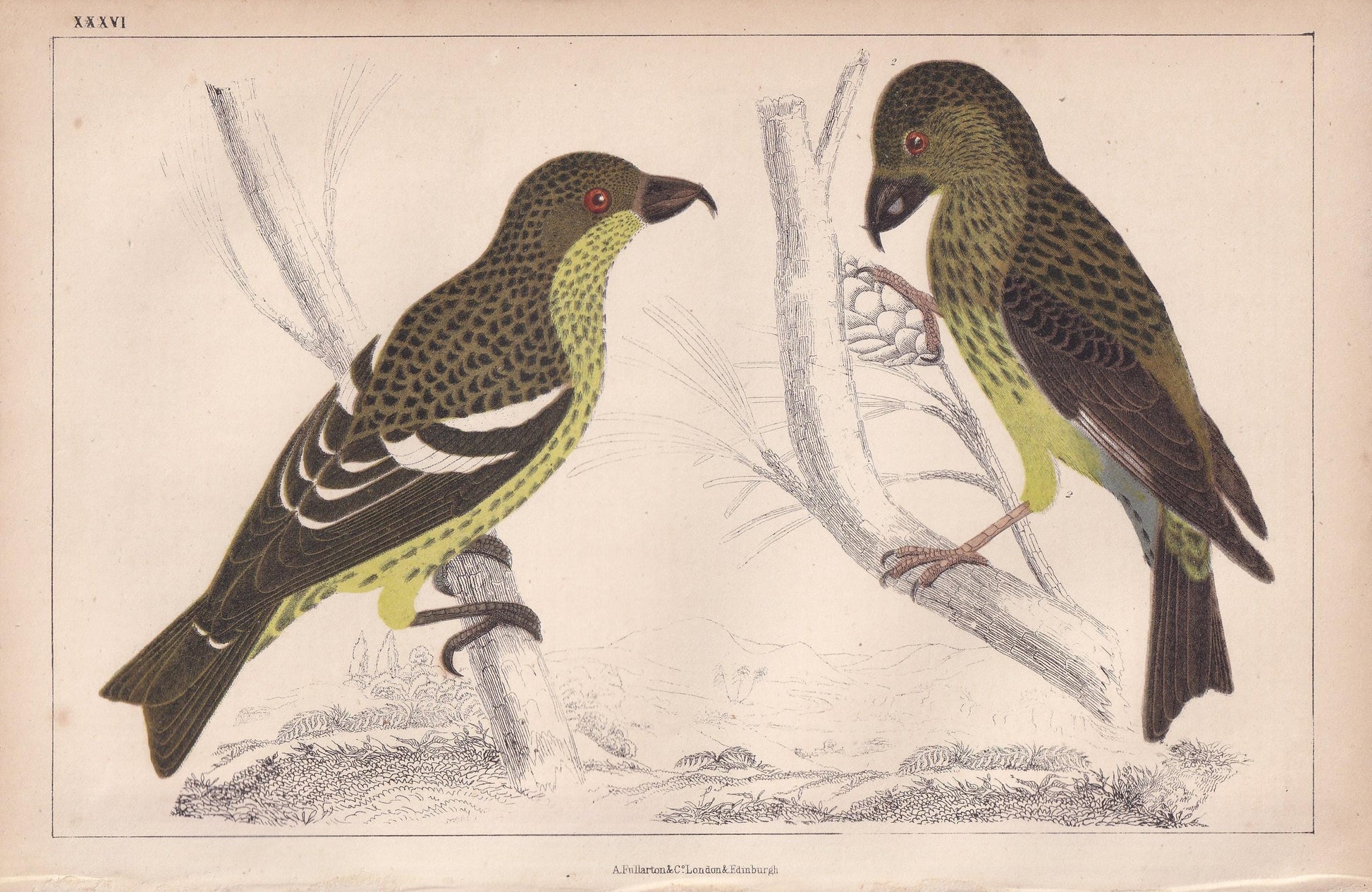 1850 CROSSBILL Bird Print - Original Hand-Coloured Engraving - Bird Wall Art - Antique Bird Print - Bird Decor - 10 x 6.4 Inches