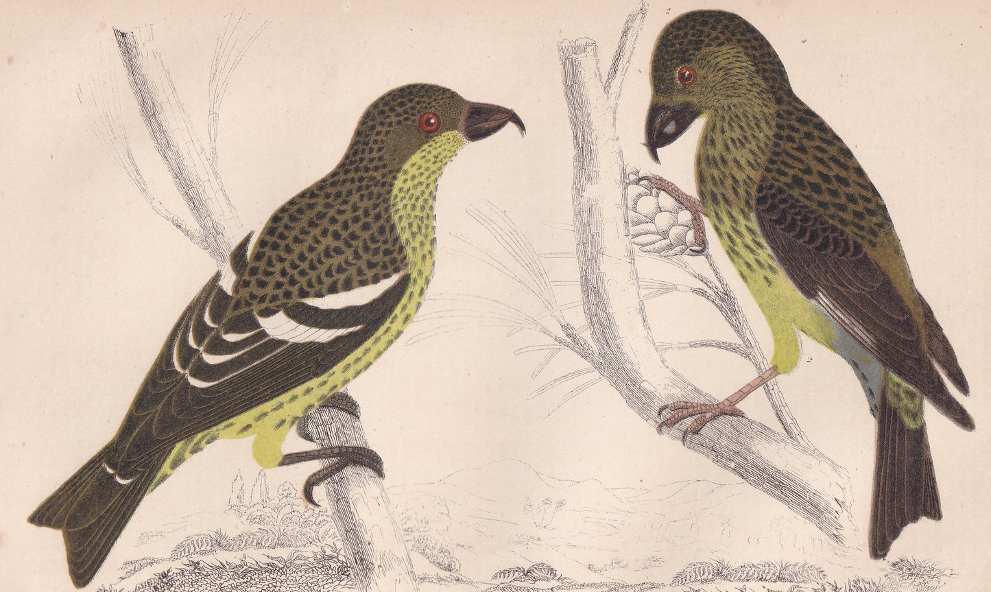 1850 CROSSBILL Bird Print - Original Hand-Coloured Engraving - Bird Wall Art - Antique Bird Print - Bird Decor - 10 x 6.4 Inches