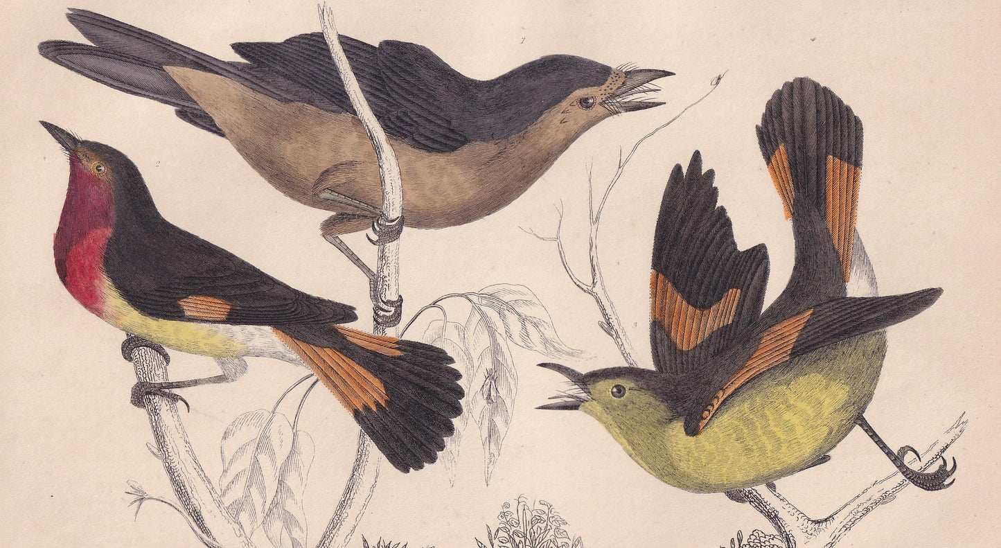 1850 FLYCATCHER Bird Print - Original Hand-Coloured Engraving - Bird Wall Art - Antique Bird Print - Bird Decor - 10 x 6.4 Inches